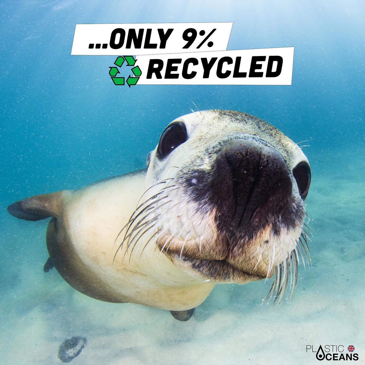 Plastic Oceans, Seal